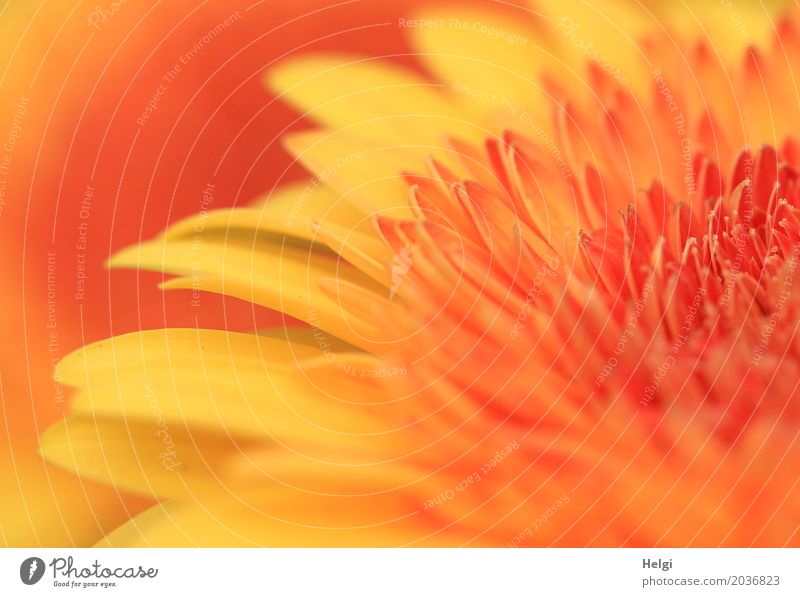 yellow-orange Environment Nature Plant Flower Blossom Gerbera Blossoming Growth Fragrance Beautiful Uniqueness Natural Yellow Orange Esthetic Blossom leave