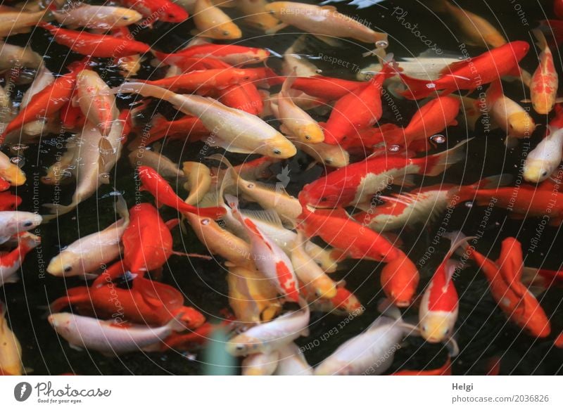 hungry pack Water Park Animal Fish Flock Observe Looking Swimming & Bathing Wait Exceptional Together Uniqueness Orange Red Black White Endurance Appetite Life