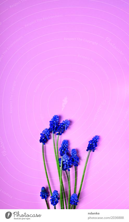 Blue spring flowers on a pink surface Valentine's Day Mother's Day Birthday Plant Flower Bouquet Fragrance Bright Pink Background bell inflorescence empty space