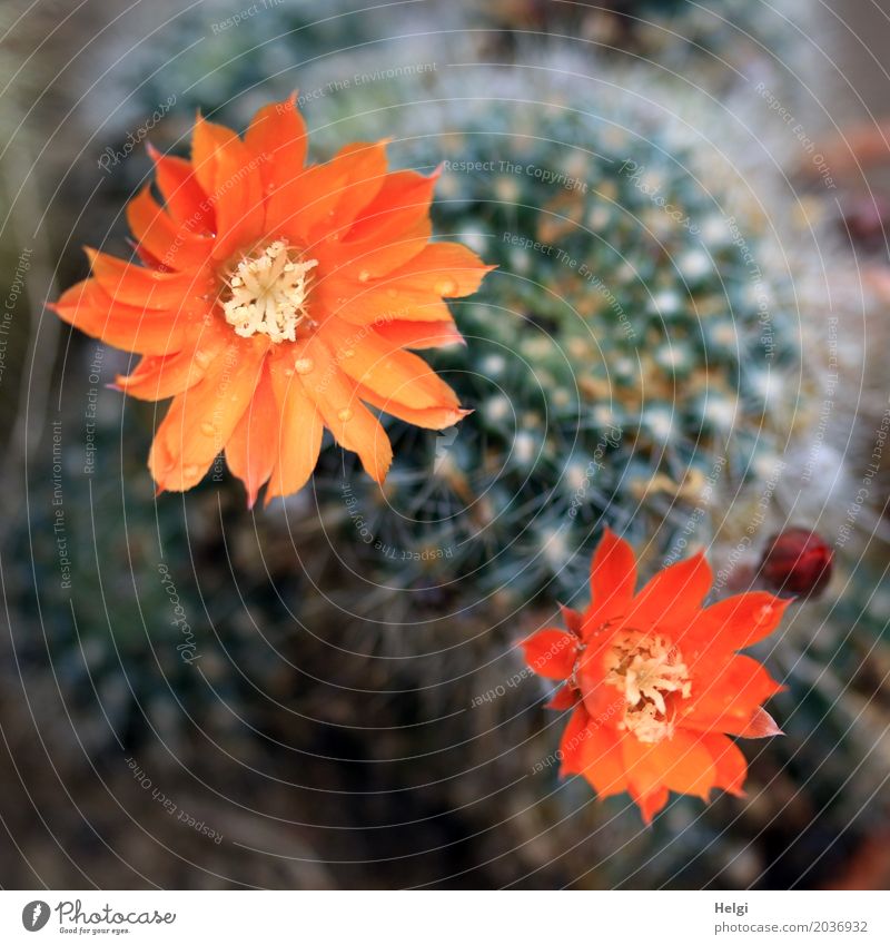 cactus flowers Plant Drops of water Cactus Blossom Bud Thorn Blossoming Growth Esthetic Exceptional Beautiful Uniqueness Small Natural Point Green Orange Red