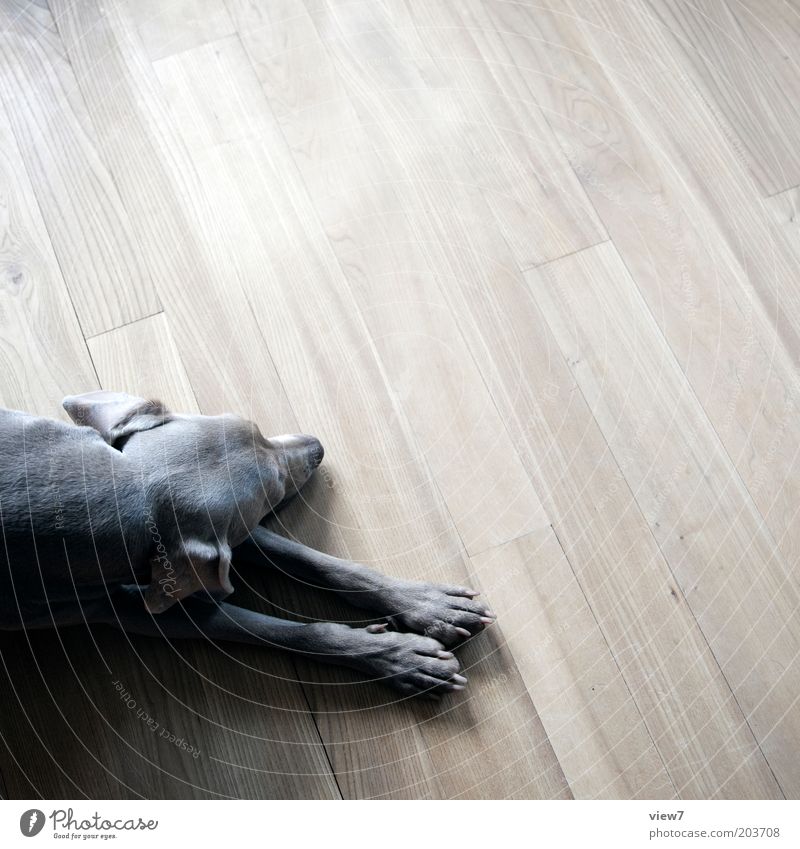 Relax Flat (apartment) Room Animal Pet Dog 1 Wood Lie Sleep Esthetic Simple Brown Trust Safety (feeling of) Beautiful Patient Calm Weimaraner Paw Pelt Gray