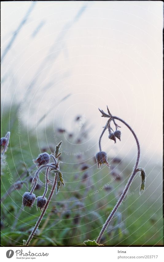 Geum rivale Analog Plant carnation root Nature Frost Hoar frost Subdued colour Exterior shot Copy Space top Dawn Shallow depth of field Curved Beautiful