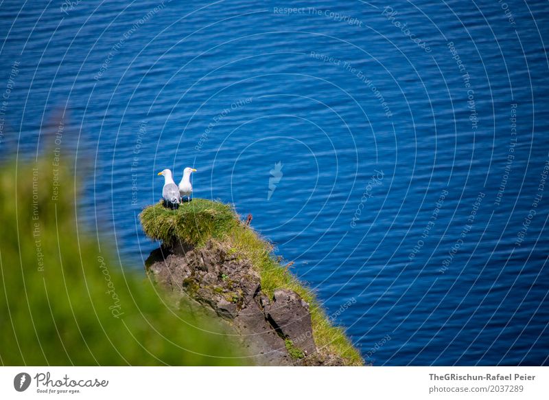 gulls Animal Wing 2 Emotions Love Lovers Pair of animals Seagull Cliff Nest Green Ledge Vantage point Home country Ocean Peaceful Blue Stone Colour photo