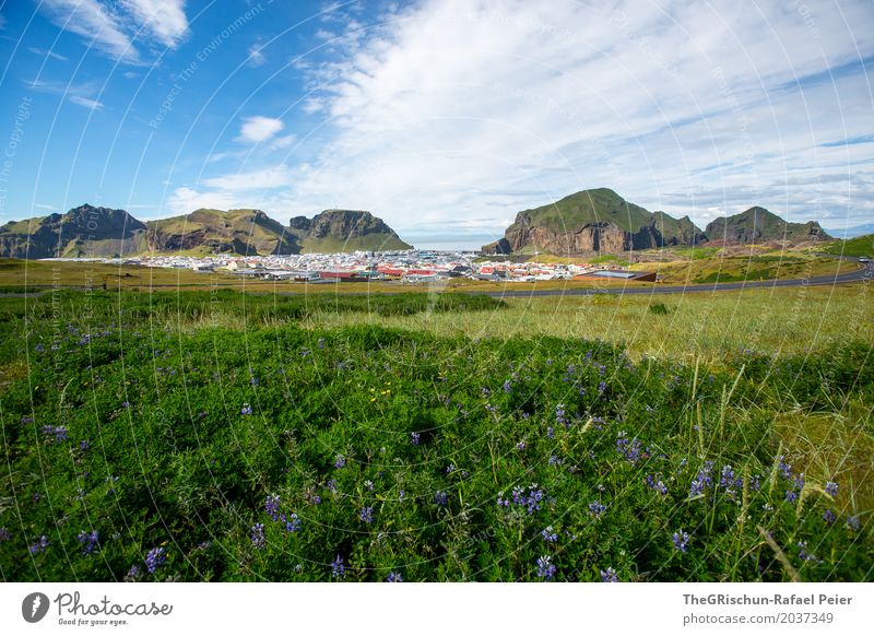 volcano island Environment Nature Landscape Beautiful weather Blue Green Violet White Heimaey Iceland Meadow Flower Volcanic island Vantage point Hill Tourism