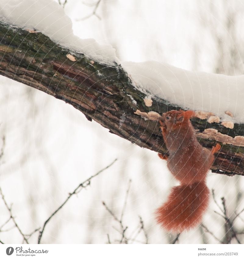 Hang Loose Environment Nature Animal Winter Ice Frost Snow Tree Pelt Wild animal Squirrel Rodent 1 Cold Small Natural Cute Red White Branch Animal protection
