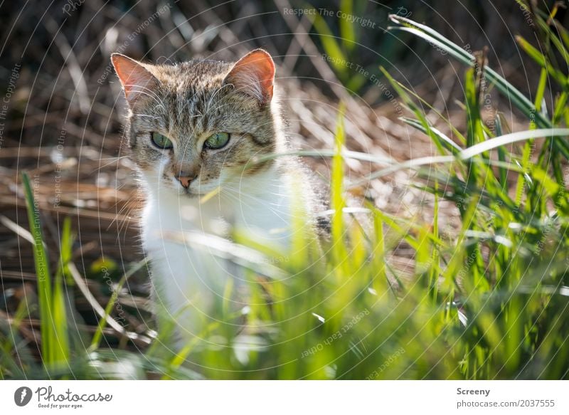 What the hell's going on? Nature Plant Animal Spring Summer Grass Bushes Garden Park Meadow Pet Cat 1 Observe Sit Curiosity Serene Watchfulness Colour photo