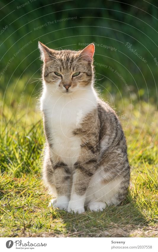 Now look at this... Nature Plant Animal Sun Spring Summer Beautiful weather Grass Bushes Garden Park Meadow Pet Cat 1 Observe Sit Serene Patient Calm