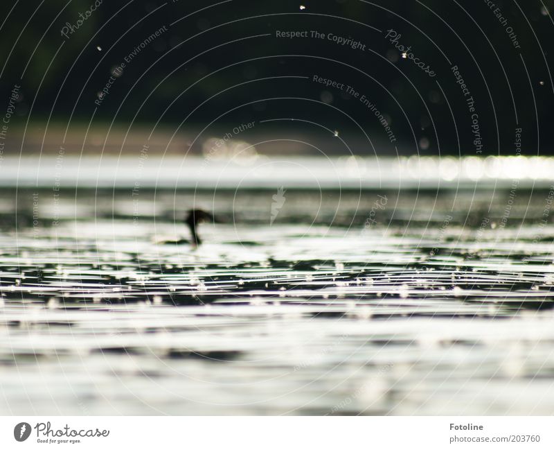 And in the background: a Great Crested Grebe Environment Nature Animal Elements Water Waves Lakeside Wild animal Bird Background picture Crested grebe