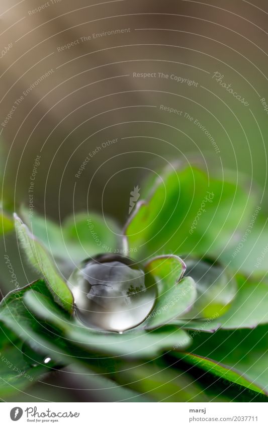 O Life Water Drops of water Spring Leaf Elegant Cold Small Wet Natural Round Green Contentment Loneliness Surface tension Spherical Refreshment Colour photo