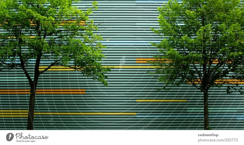 arborescence Nature Summer Tree Architecture Facade Town Society 2 Linearity Colour photo Exterior shot Pattern Structures and shapes Copy Space bottom Day