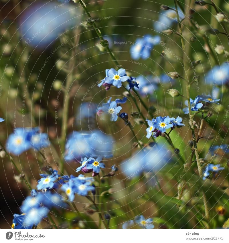 ...ohh...how could I? Plant Flower Blossom Forget-me-not Blossoming Kitsch Beautiful Blue Green Spring fever Summery Flowering plant Colour photo Exterior shot
