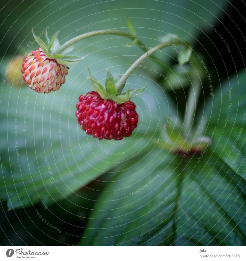 strawberry Fruit Strawberry Nutrition Organic produce Vegetarian diet Nature Plant Garden Green Red Vitamin Healthy Colour photo Exterior shot Close-up Deserted