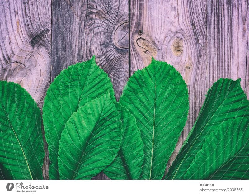 Green leaves of a chestnut tree Leaf Wood Natural Gray Creativity spring Conceptual design decor Consistency empty vintage background space Material Chestnut