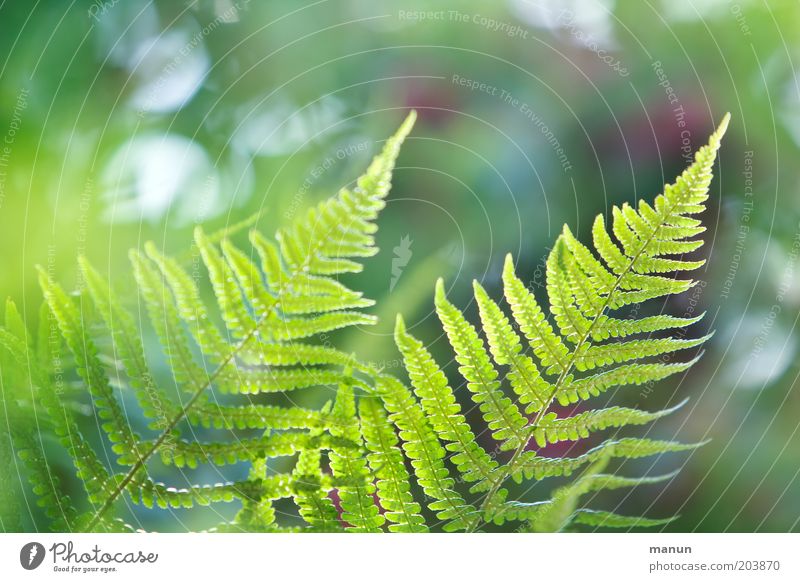 flicker of fern Nature Spring Summer Plant Bushes Fern Foliage plant Esthetic Bright Beautiful Environmental protection Colour photo Close-up