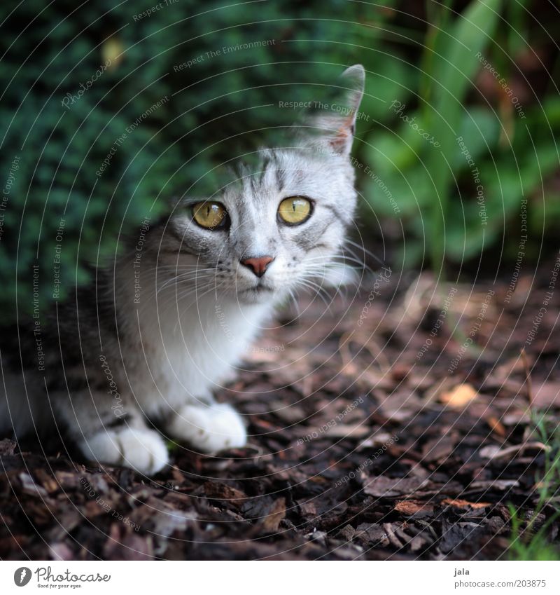 Fearful Plant Garden Animal Cat Animal face 1 Protection Timidity Colour photo Exterior shot Deserted Day Eyes Ground Crouch Hedge Insecure Gray Prowl