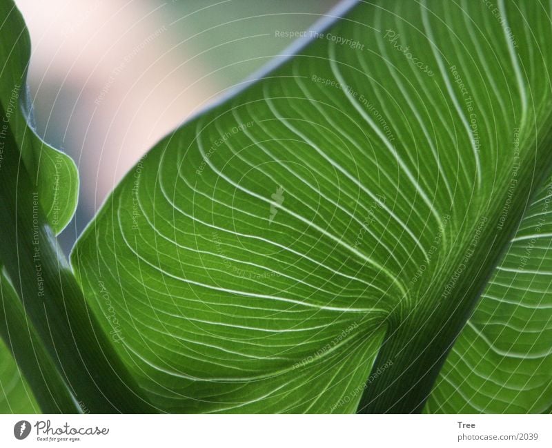 leaf Leaf Light Macro (Extreme close-up)