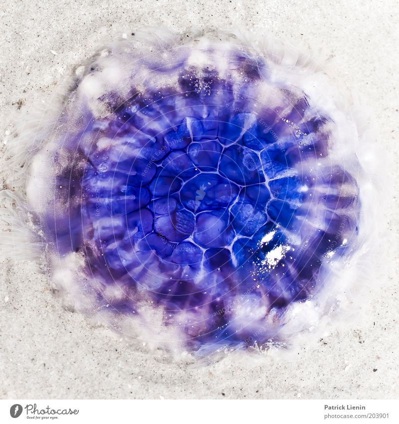 Watch out for jellyfish! Animal Illuminate Jellyfish Blue Structures and shapes Sand Dead animal Lie Beautiful Marine animal Water Nettle animal Colour photo