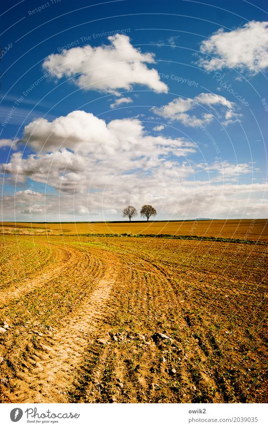 Take over field Environment Nature Landscape Earth Air Sky Clouds Horizon Spring Climate Beautiful weather Tree Field Stand Together Dry Patient Calm Identity