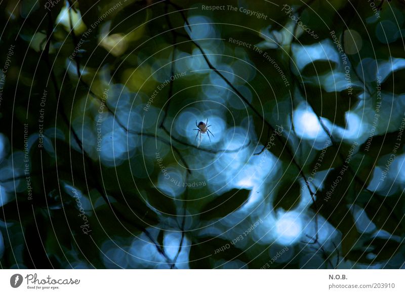 Ui spider! Plant Animal Spider 1 Threat Blue Green Emotions Moody Dream Fear Horror Respect Center point Eerie Colour photo Exterior shot Abstract Deserted