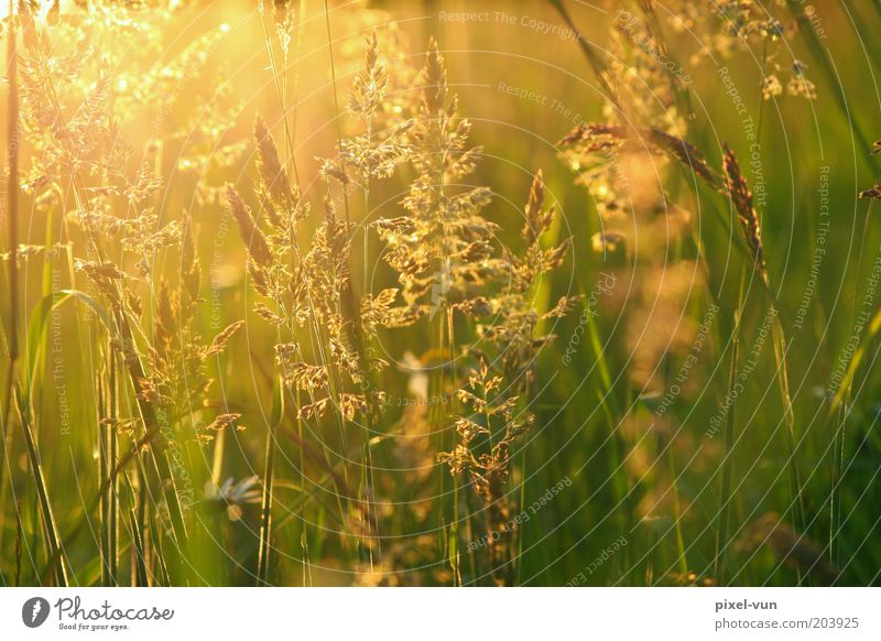 meadow gold Beautiful weather Grass Wild plant Meadow Warm-heartedness Calm Life Hope Relaxation Peace Emotions Blade of grass May Sunbeam Colour photo
