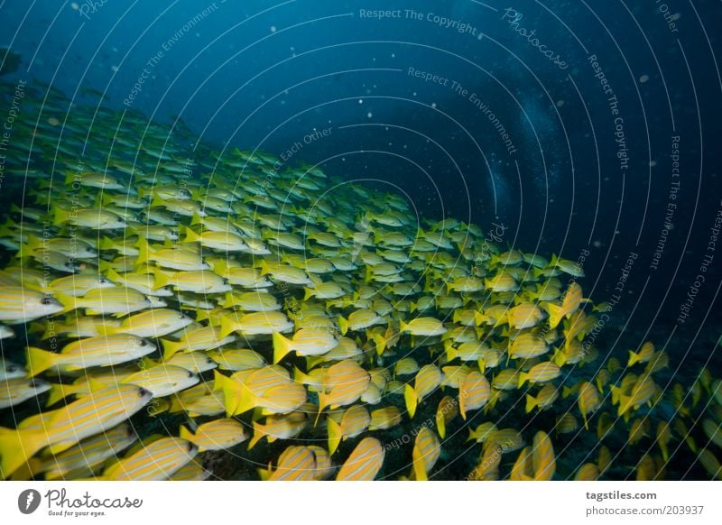 herd formation Flock fish school Shoal of fish Dive Vacation & Travel Relaxation Maldives Ocean Reef Vanishing point Yellow Fish Travel photography