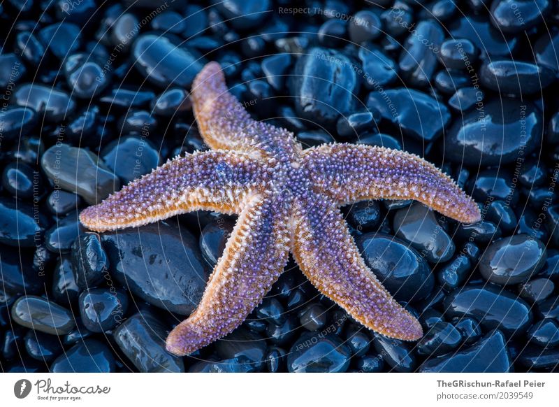 starfish Animal 1 Blue Violet Pink Black Starfish Ocean Living thing 5 Arm Legs Detail Structures and shapes Stone Wet Esthetic Lava Round Oval Colour photo
