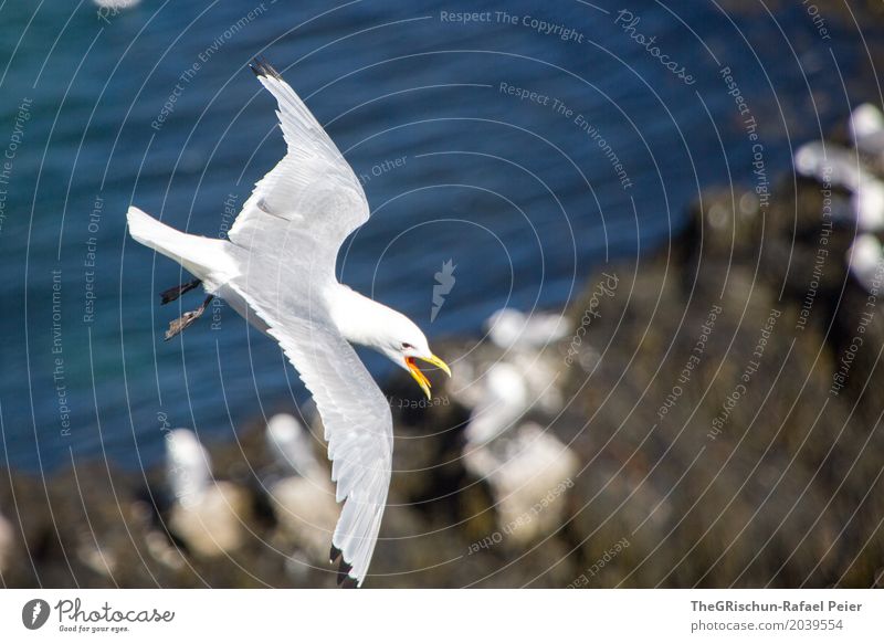 seagull Animal 1 Blue Gray Orange Black White Seagull Flying Aviation Beak Living thing Ocean Freedom Wing Colour photo Exterior shot Copy Space right Day