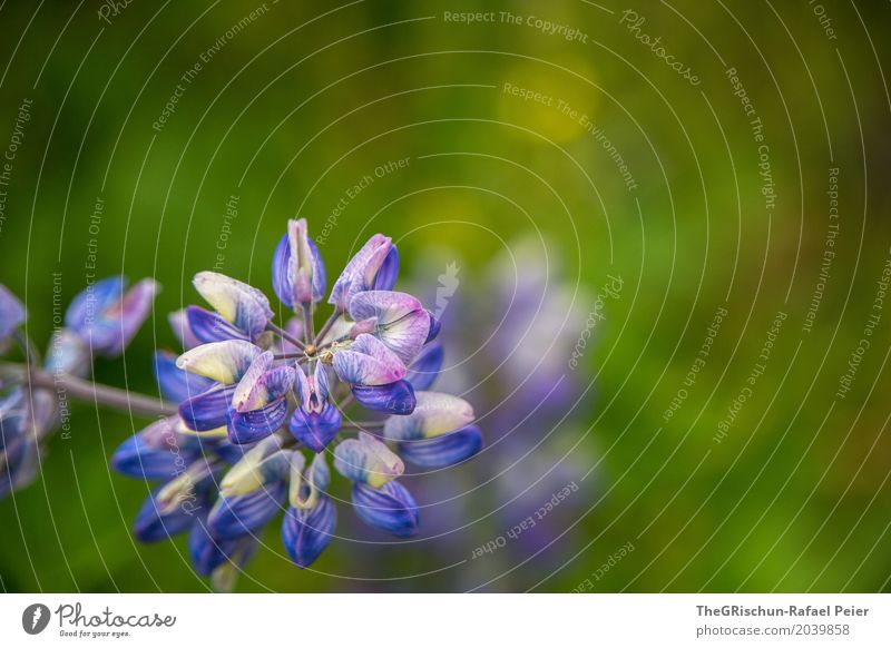 flower Environment Nature Blue Green Violet Depth of field Flower Blossoming Blur Botany Plant Esthetic Colour photo Exterior shot Deserted Copy Space top Day