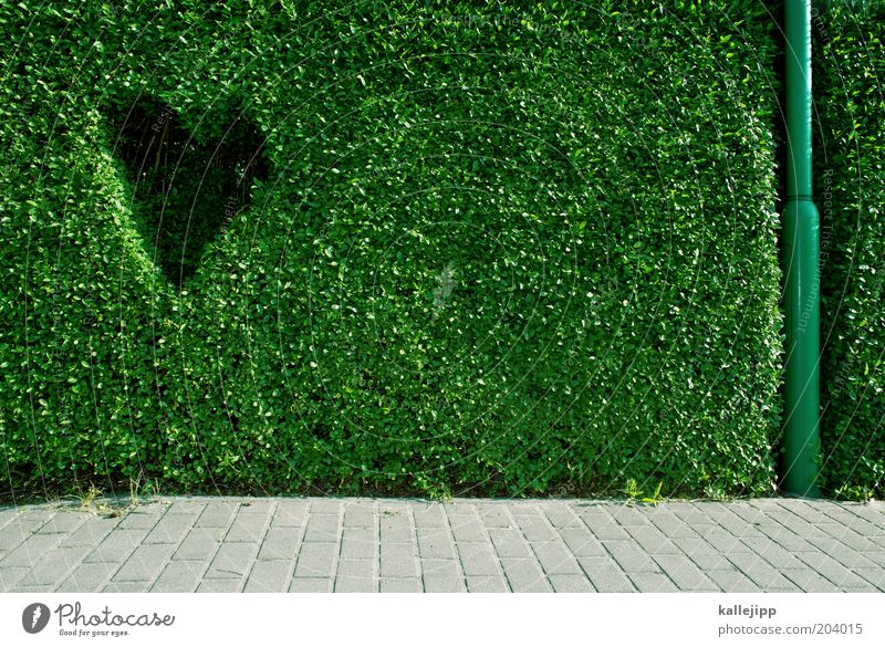 nature lovers Design Happy Environment Plant Foliage plant Hedge Box tree Sidewalk Heart Infatuation Environmental protection Lamp post Colour photo