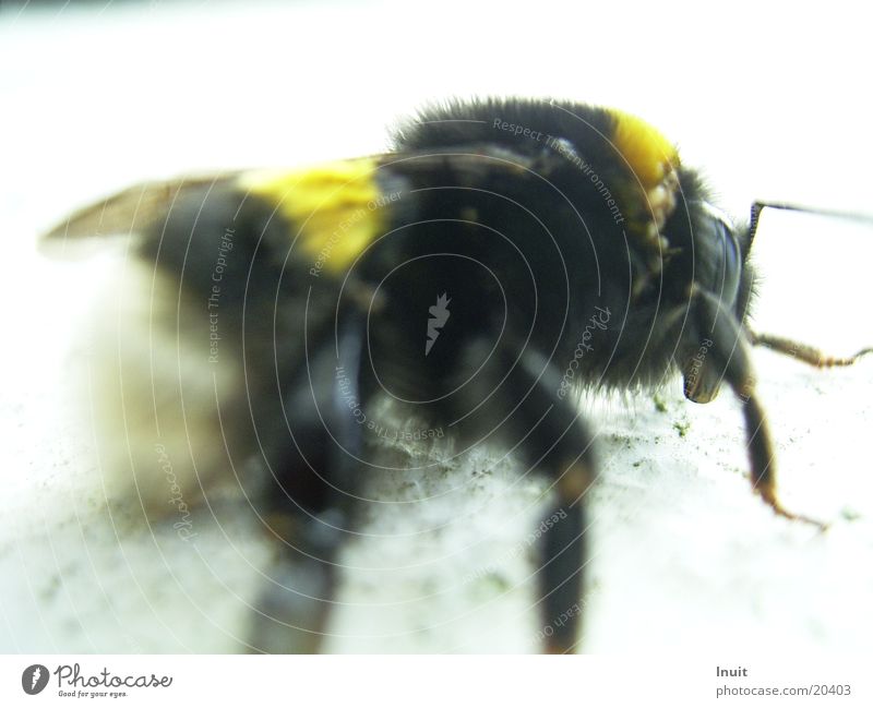 bumblebee Macro (Extreme close-up) Insect Close-up Flying Wing Pelt