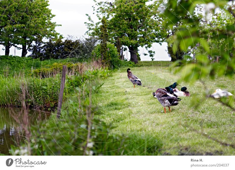 Siesta on the meadow Nature Landscape Garden Farm animal Bird Duck Group of animals Cleaning Authentic Calm Contentment Peaceful Relaxation Colour photo