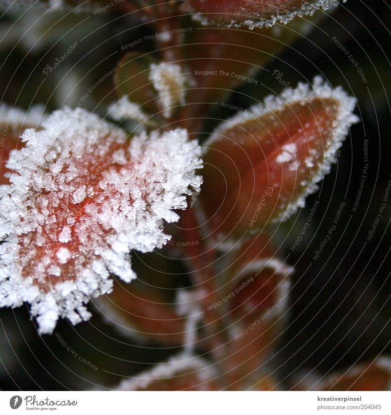 ice age Winter Ice Frost Snow Plant Leaf Style Detail Ice crystal Colour photo Exterior shot Day Blur Hoar frost Snow crystal Frozen Close-up Section of image