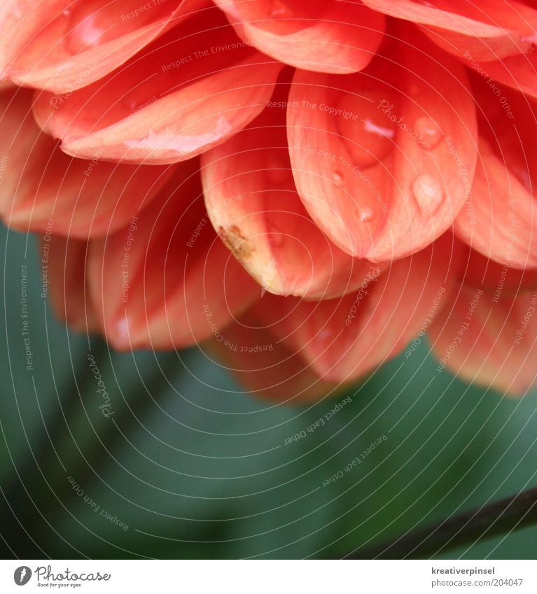 trickle Nature Plant Drops of water Spring Summer Flower Colour Style Red Green Blossom leave Detail Dew Colour photo Exterior shot Close-up Deep depth of field