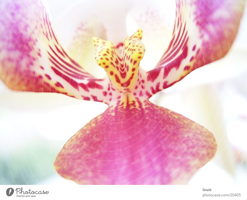 orchid Plant Flower Blossom Pink Yellow Close-up