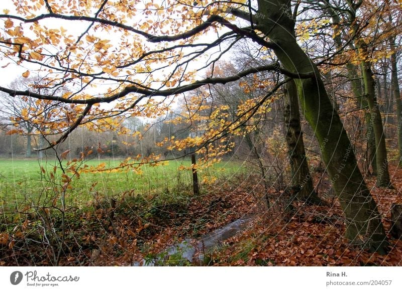 autumn Nature Landscape Plant Water Autumn Winter Tree Beech wood Meadow Forest Brook Moody Calm Environment Change November Colour photo Deep depth of field