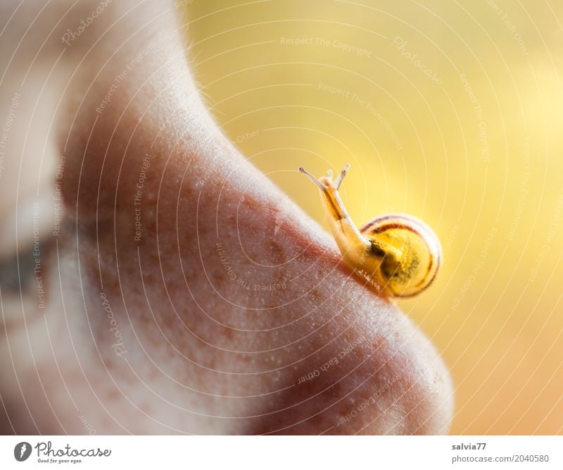 eyeball to eyeball Skin Eyes Nose Animal Snail 1 Observe Touch Brash Small Curiosity Cute Above Slimy Soft Brown Yellow Love of animals Serene Patient