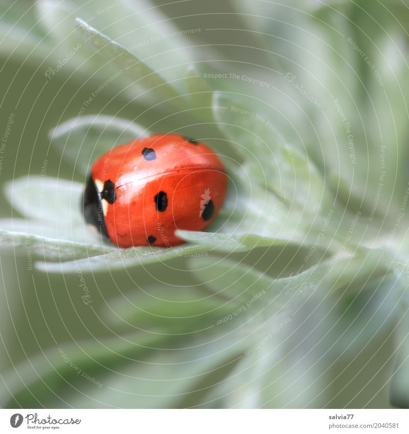 Good luck Environment Nature Plant Leaf Animal Beetle Seven-spot ladybird Insect Ladybird 1 Friendliness Happy Small Positive Beautiful Gray Orange Pink
