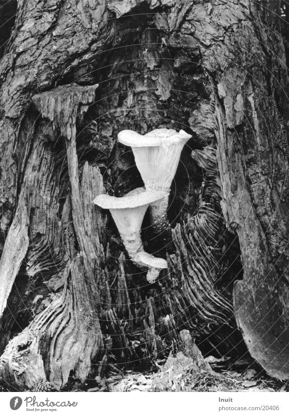 tree fungi Tree Dull Mushroom Black & white photo In pairs