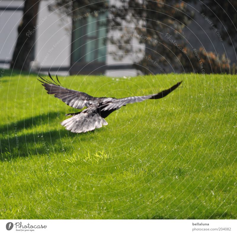 landing approach Environment Nature Landscape Garden Park Meadow Animal Wild animal Bird Wing 1 Movement Flying Rear view Hover Glide Air Colour photo