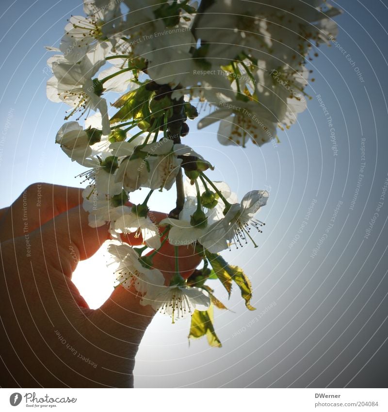 A flower girl's hand? Calm Hand Plant Air Sky Sunlight Spring Summer Touch Green White Emotions Moody Discover Blossom Colour photo Exterior shot Detail