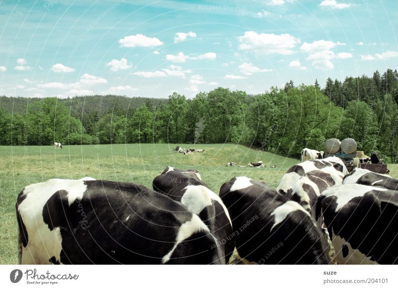 farmer's breakfast Environment Nature Landscape Sky Clouds Summer Beautiful weather Forest Meadow Field Animal Farm animal Cow Group of animals Herd To feed