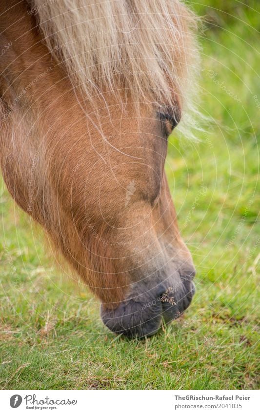 Icelanders Animal 1 Brown Green Horse Living thing Snout To feed Dish Grassland Pasture Mane Portrait photograph Colour photo Exterior shot Detail Deserted Day
