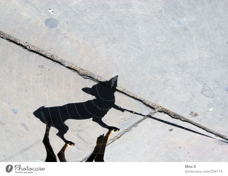 Tinkerbell Street Animal Dog 1 Small Funny Walk the dog Sidewalk Colour photo Subdued colour Exterior shot Deserted Copy Space top Shadow Silhouette Sunlight