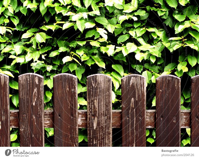off through the hedge Plant Leaf Old Garden fence Fence Fence post Hedge Brittle Brown Green Texture of wood Colour photo Exterior shot Wood grain Wooden fence