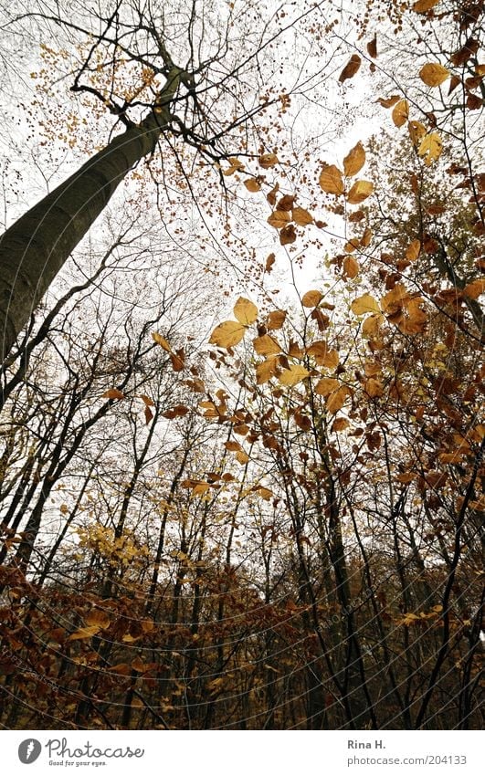 high up Environment Nature Landscape Sky Autumn Tree Forest Natural Wild Leaf Colour photo Deserted Deep depth of field Autumn leaves Deciduous tree