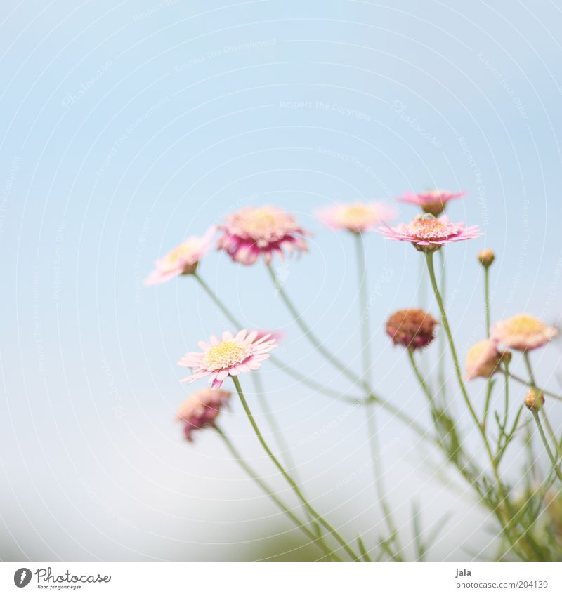 little flowers Nature Plant Flower Beautiful Blue Pink Colour photo Exterior shot Deserted Copy Space top Day Blossoming Sky Blossom leave