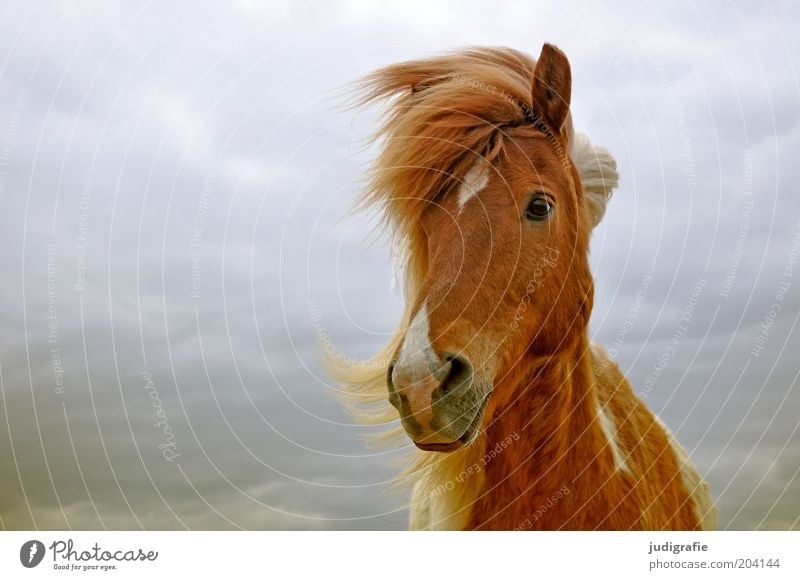 Iceland Nature Sky Clouds Animal Farm animal Horse 1 Observe Esthetic Friendliness Natural Brown Moody Contentment Love of animals Iceland Pony Wind Mane