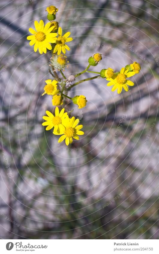 FLOWERING TIME Environment Nature Plant Summer Flower Blossom Wild plant Yellow composite Beautiful Flashy Blur Difference Branched Colour photo Exterior shot