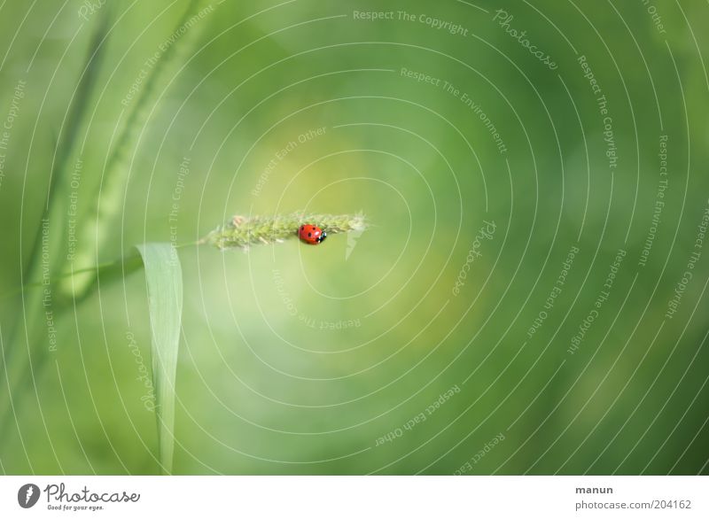 Little luck Nature Plant Agricultural crop Wild animal Beetle Sign Emotions Happy Ladybird Good luck charm Copy Space right Animal portrait Copy Space top
