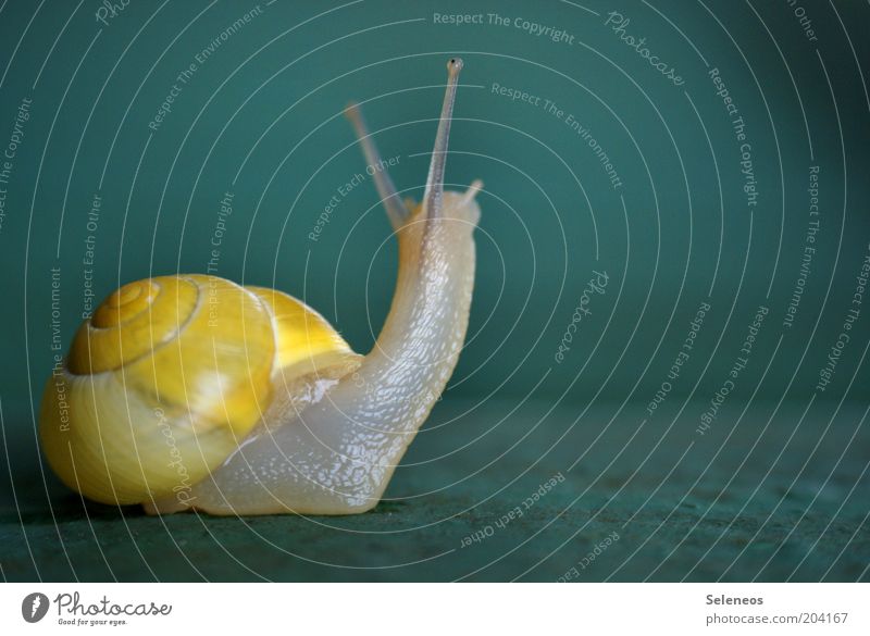 squint Nature Animal Snail Snail shell Feeler 1 Observe Looking Small Near Cute Slimy Speed Colour photo Exterior shot Deserted Copy Space right Day Contrast
